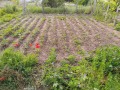 Продава КЪЩА, област Пловдив, с. Ново село • 125490 € • 56449029 — Holmes.bg