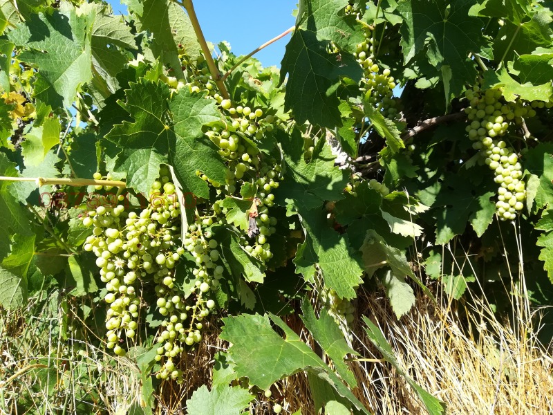 Продава ЗЕМЕДЕЛСКА ЗЕМЯ, гр. Шивачево, област Сливен, снимка 3 - Земеделска земя - 52784988