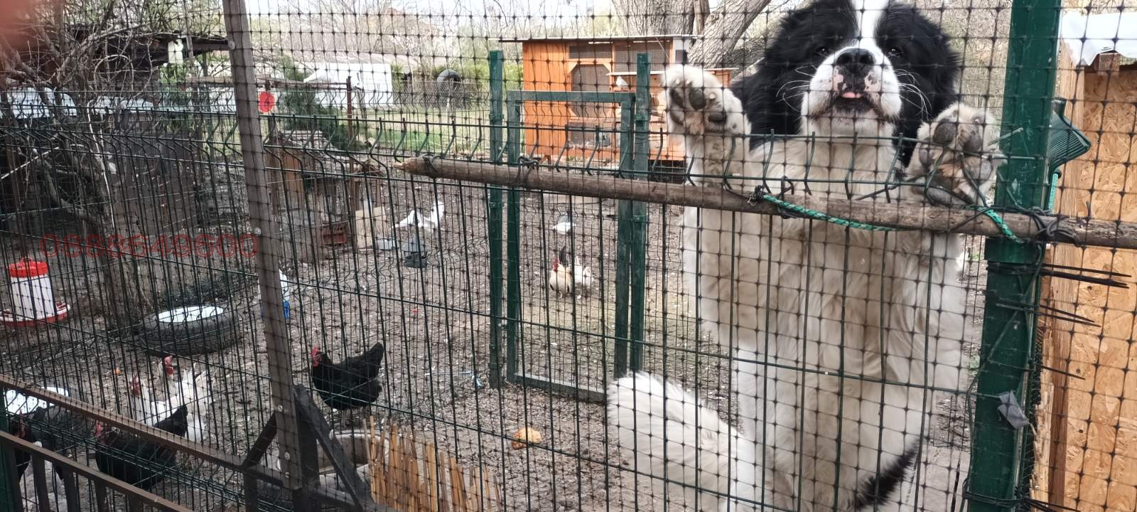 Продава КЪЩА, гр. София, с. Волуяк, снимка 16 - Къщи - 54376217