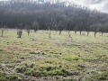 Продава  Земеделска земя област Бургас , с. Ясна поляна , 1 дка | 77159641 - изображение [4]