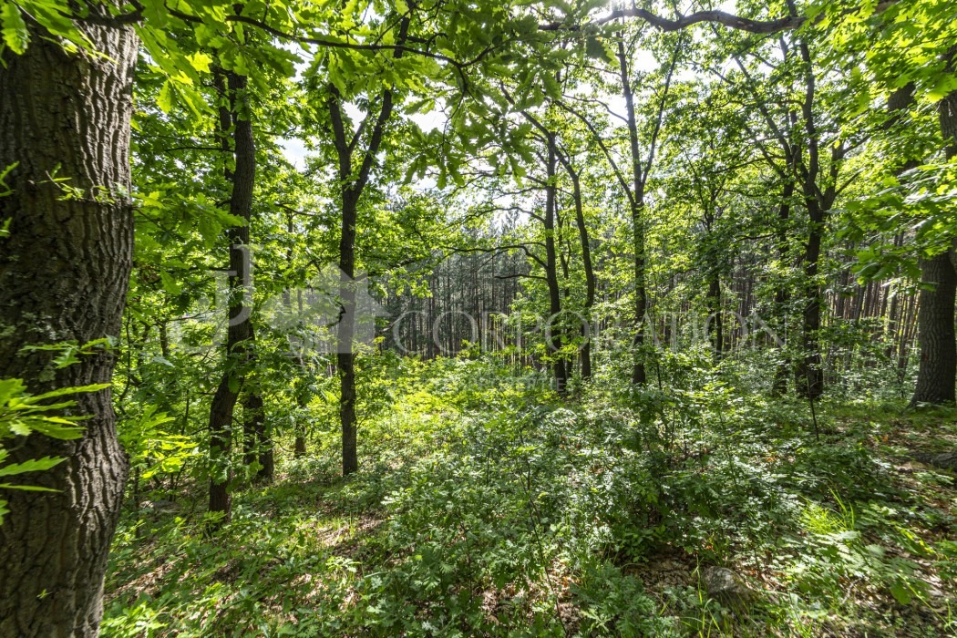 Продава ПАРЦЕЛ | Imot.bg — изображение 4