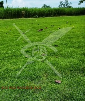 ����� ������� ������,��. ������, ������ �������