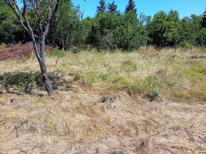 À vendre  Parcelle région Pernik , Negovantsi , 1190 m² | 33266857 - image [4]