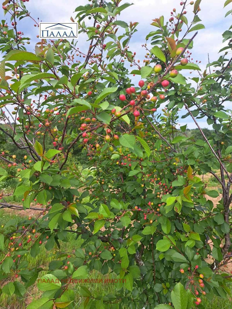 À venda  Terra região Varna , Bliznaci , 20 tudo bem | 80819312 - imagem [2]