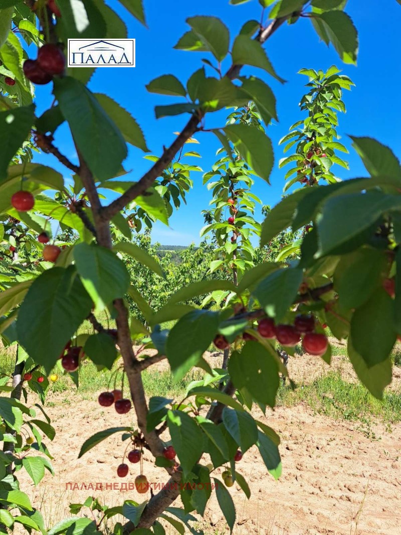 À venda  Terra região Varna , Bliznaci , 20 tudo bem | 80819312 - imagem [6]