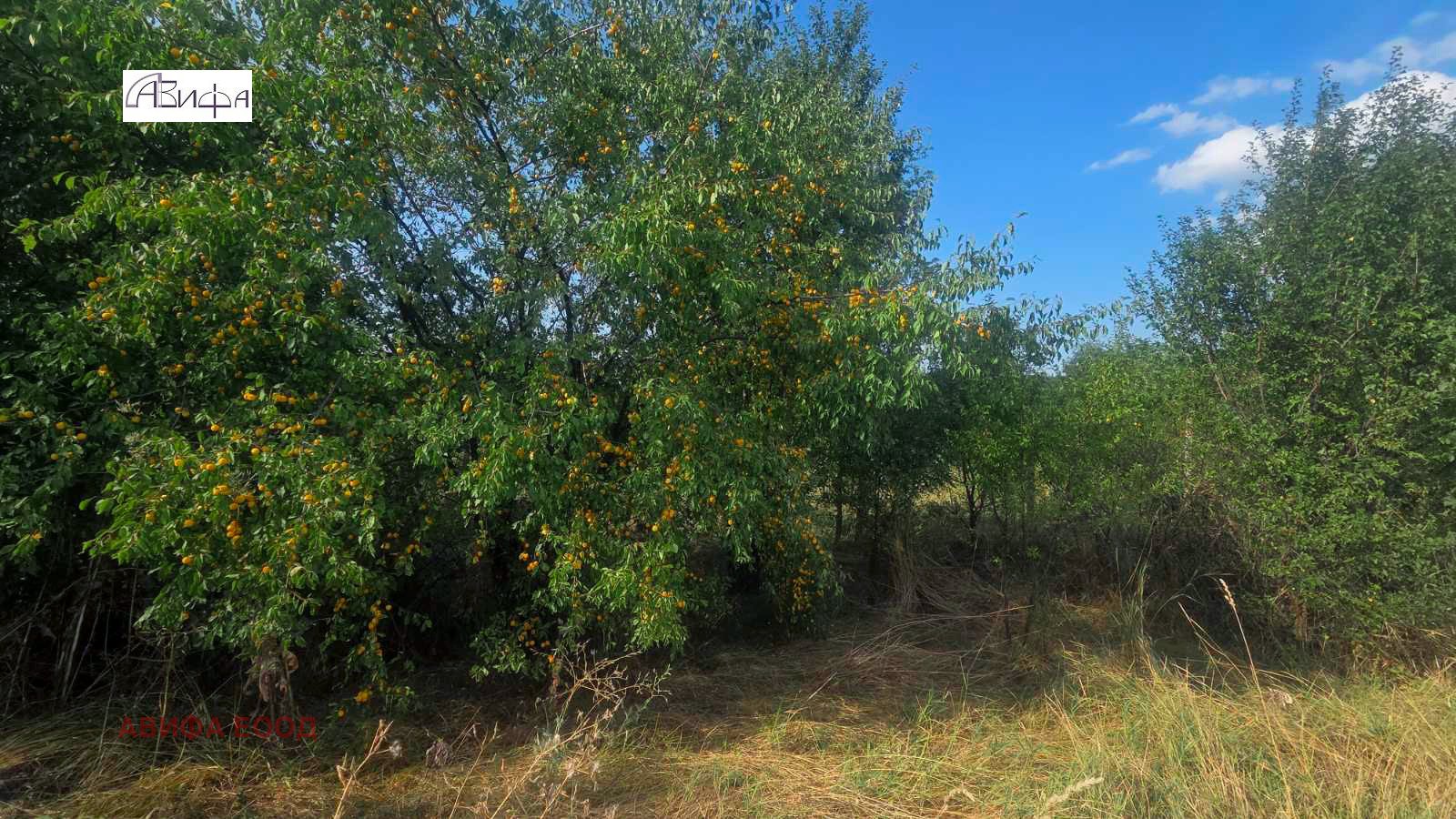Продава ПАРЦЕЛ, с. Огняново, област София област, снимка 5 - Парцели - 56204980