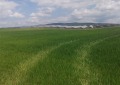 Продава ПАРЦЕЛ, с. Белчински бани, област София област, снимка 2