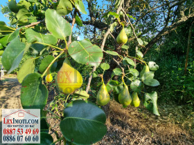 Juoni Božitšen, Rusen alue 15