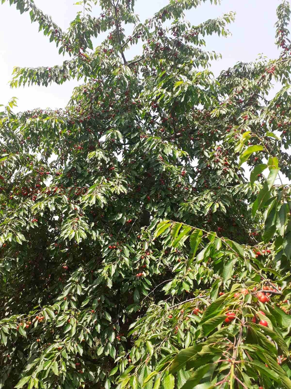 Продава КЪЩА, с. Николичевци, област Кюстендил, снимка 8 - Къщи - 53778691