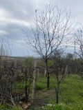 Продава ВИЛА, град Плевен, м-т Кожухарска чешма • 8500 € • 91896357 — Holmes.bg