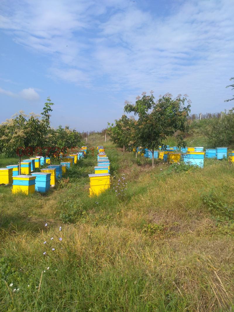 Продава ПАРЦЕЛ, с. Батово, област Добрич, снимка 2 - Парцели - 53743492