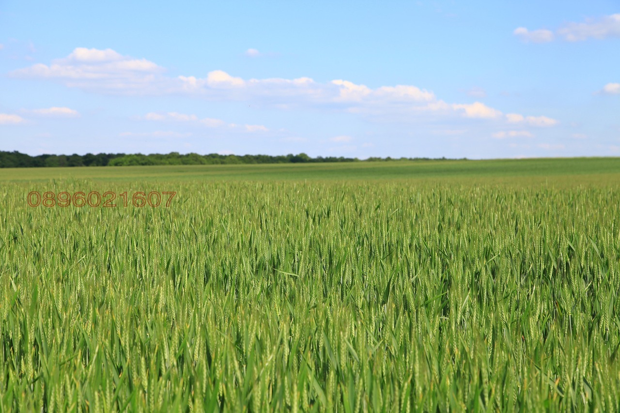 Продава ЗЕМЕДЕЛСКА ЗЕМЯ, с. Трояново, област Бургас
