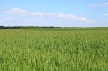 Продава  Земеделска земя област Бургас , с. Трояново , 30 дка | 30375477