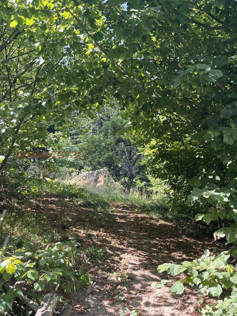 Продава ЗЕМЕДЕЛСКА ЗЕМЯ, с. Момчиловци, област Смолян, снимка 8 - Земеделска земя - 53583067