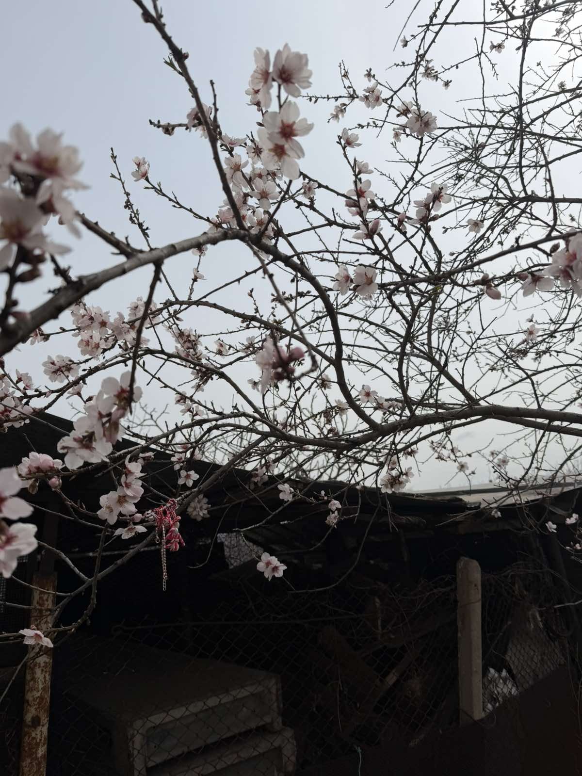 Продава ВИЛА, гр. Плевен, м-т Орлето, снимка 7 - Вили - 54088734