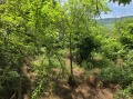Продава ПАРЦЕЛ, с. Леденик, област Велико Търново, снимка 2