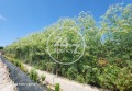 Продава ПАРЦЕЛ, с. Езерец, област Добрич, снимка 3