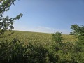 Продава КЪЩА, град Русе, в.з. Касева Чешма • 37000 € • 71693812 — Holmes.bg