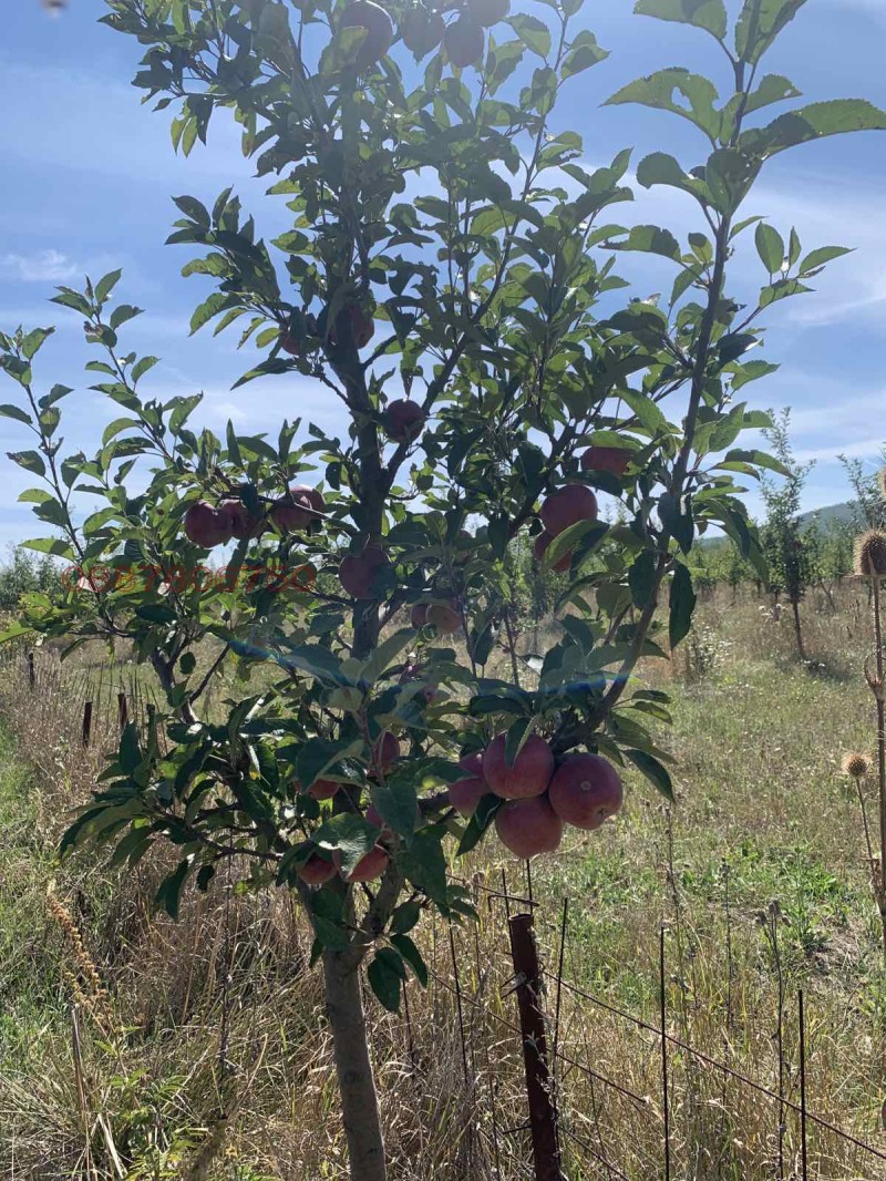 Продава ЗЕМЕДЕЛСКА ЗЕМЯ, гр. Радомир, област Перник, снимка 2 - Земеделска земя - 52731707