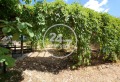 Продава КЪЩА, област Варна, с. Просечен • 125000 € • 79237386 — Holmes.bg