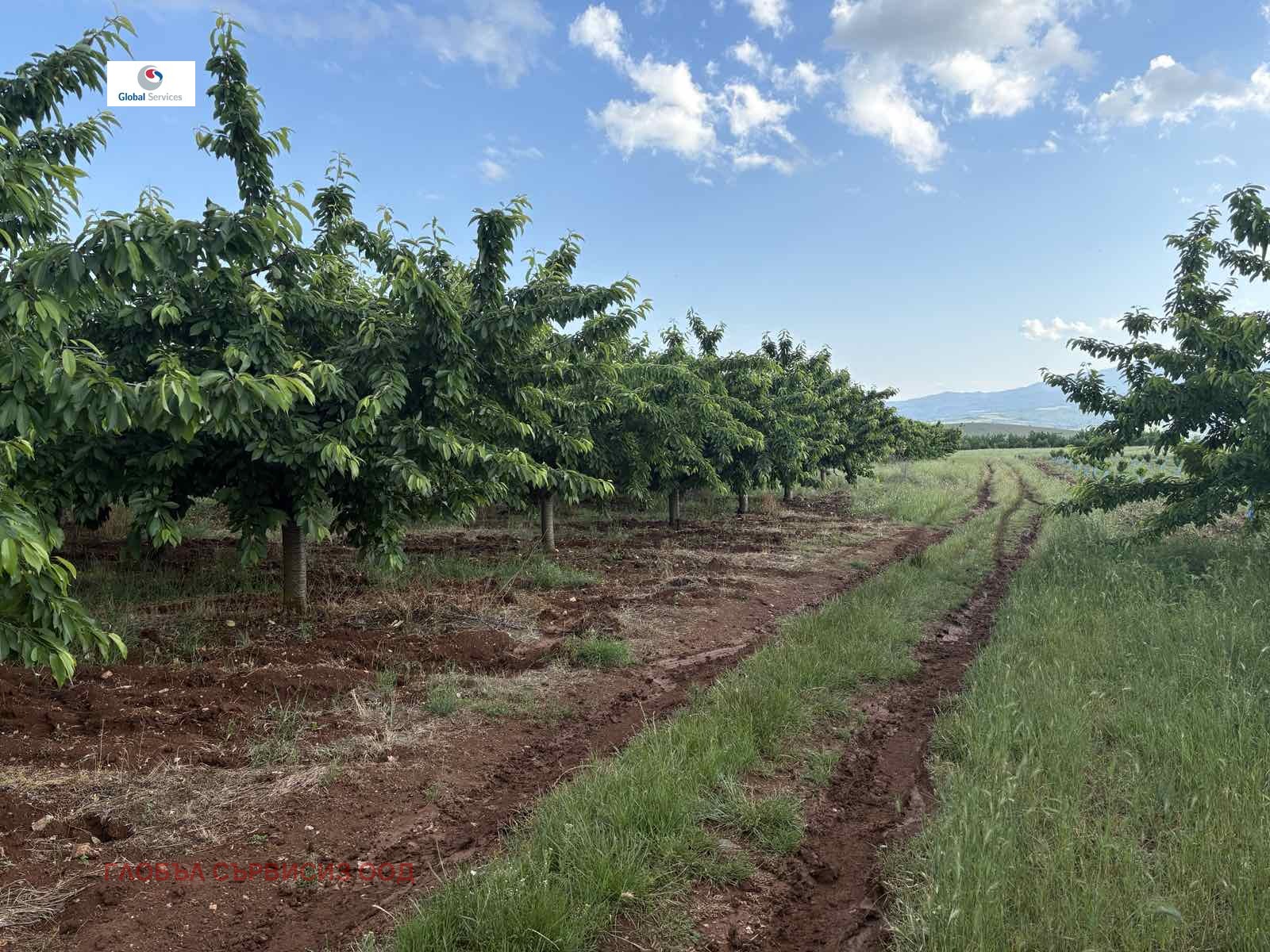 Продава ПАРЦЕЛ, с. Горна Гращица, област Кюстендил, снимка 5 - Парцели - 54715577