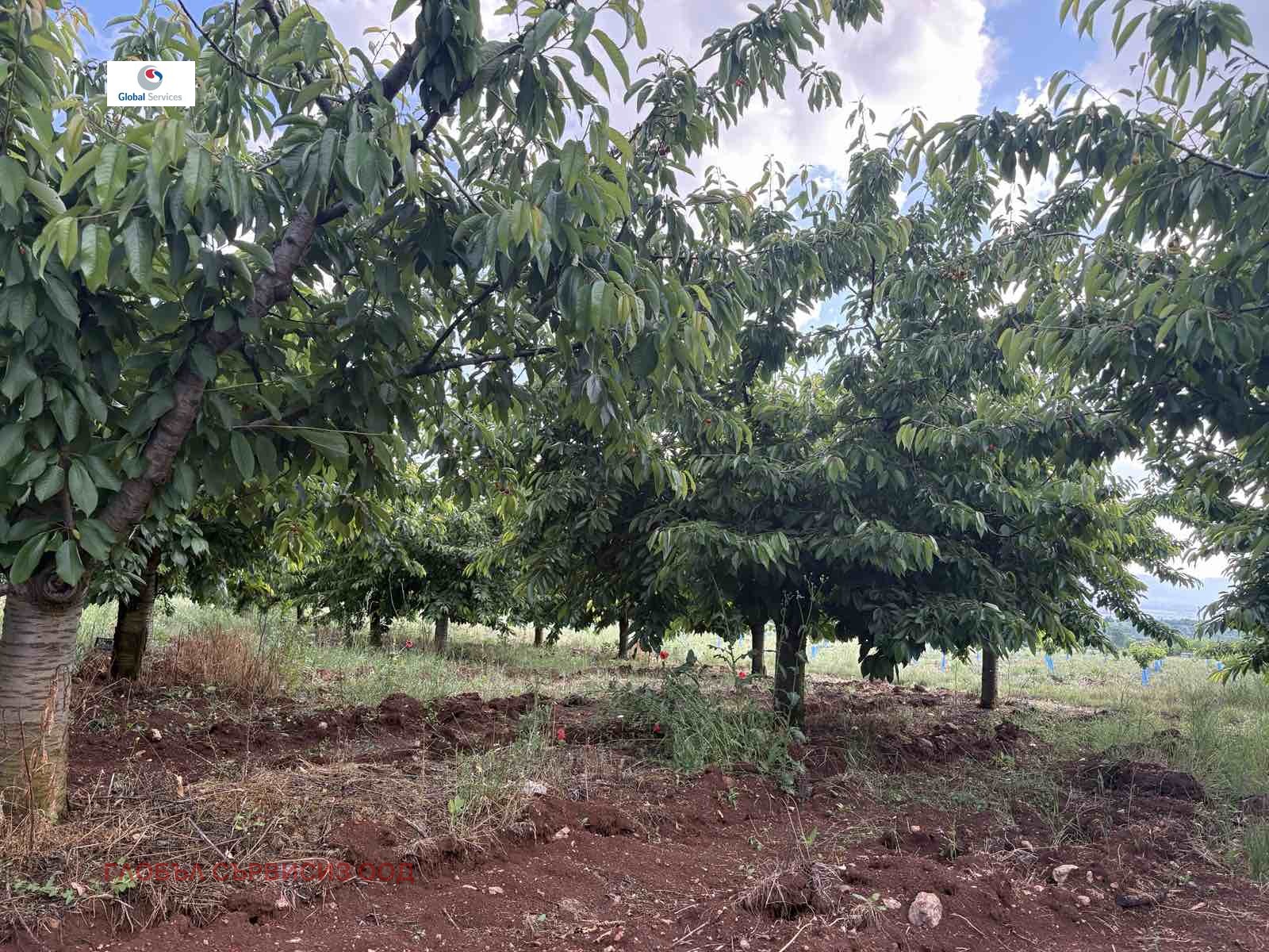 Продава ПАРЦЕЛ, с. Горна Гращица, област Кюстендил, снимка 2 - Парцели - 54715577