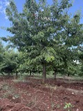 Продава ПАРЦЕЛ, с. Горна Гращица, област Кюстендил, снимка 3