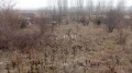 Продава ПАРЦЕЛ, с. Кюлевча, област Шумен, снимка 10