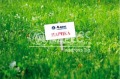 Продава ПАРЦЕЛ, област Варна, гр. Игнатиево • 558460 € / 1092252.82 лв. • 48723158 3