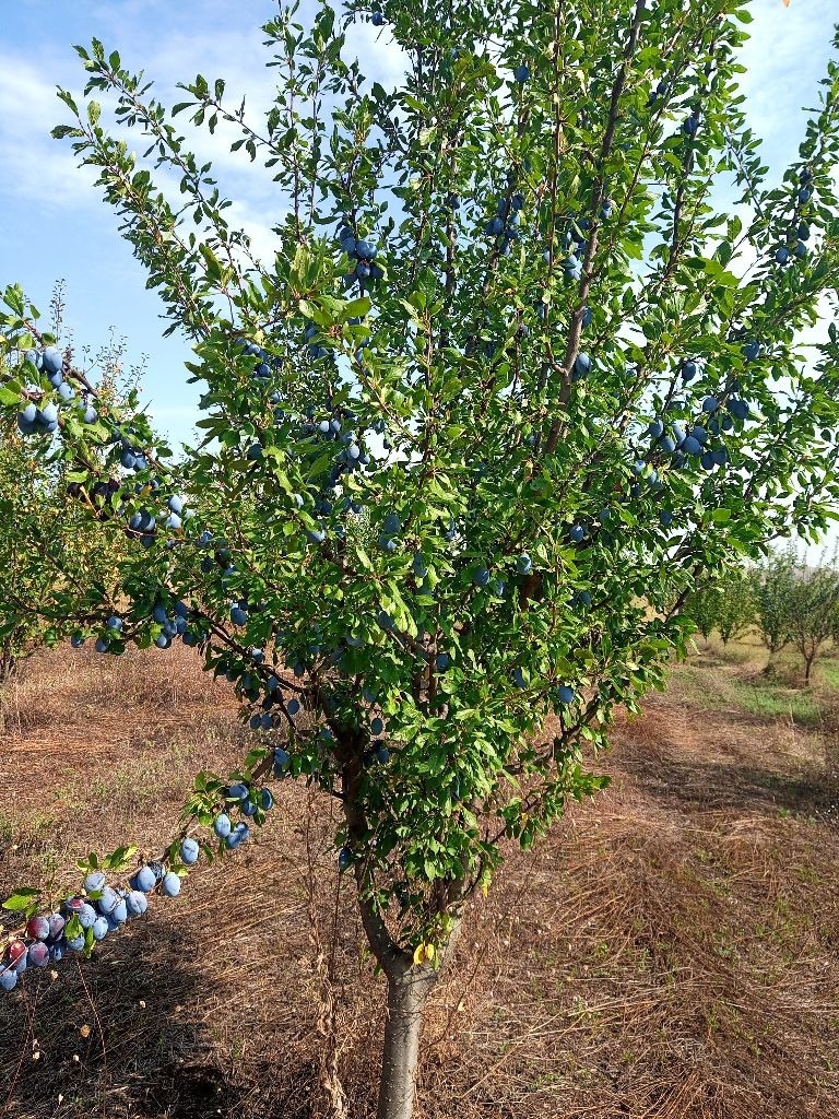 Продава ЗЕМЕДЕЛСКА ЗЕМЯ, с. Царевец, област Враца, снимка 1 - Земеделска земя - 48174761