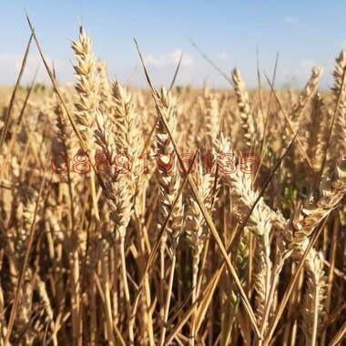 Продава ЗЕМЕДЕЛСКА ЗЕМЯ, с. Спасово, област Добрич, снимка 3 - Земеделска земя - 52779473