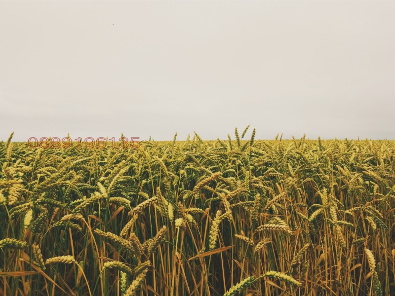 Продава ЗЕМЕДЕЛСКА ЗЕМЯ, с. Спасово, област Добрич, снимка 8 - Земеделска земя - 52779473