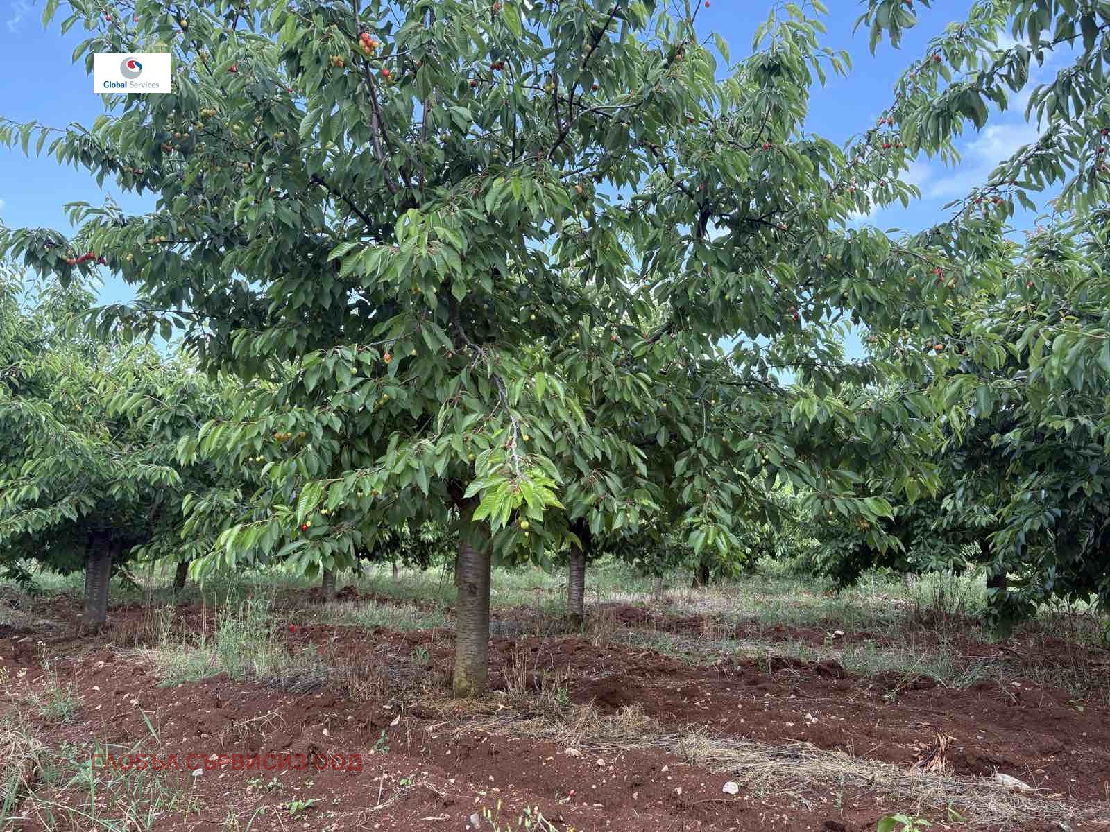 Продава ПАРЦЕЛ, с. Горна Гращица, област Кюстендил