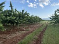 Продава ПАРЦЕЛ, с. Горна Гращица, област Кюстендил, снимка 5