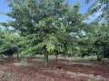 Продава ПАРЦЕЛ, с. Горна Гращица, област Кюстендил, снимка 1