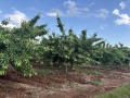 Продава ПАРЦЕЛ, с. Горна Гращица, област Кюстендил, снимка 4