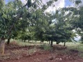 Продава ПАРЦЕЛ, с. Горна Гращица, област Кюстендил, снимка 2