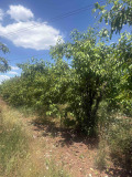 Продава ЗЕМЕДЕЛСКА ЗЕМЯ, с. Горна Гращица, област Кюстендил, снимка 3