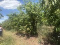 Продава  Земеделска земя област Кюстендил , с. Горна Гращица , 6.876 дка | 79748448 - изображение [4]