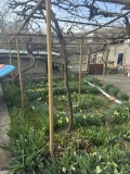 Продава КЪЩА, област Велико Търново, с. Пчелище • 133000 € • 71037172 — Holmes.bg