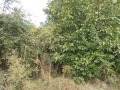 Продава  Парцел област Добрич , с. Дропла , 1500 кв.м | 40759701 - изображение [3]