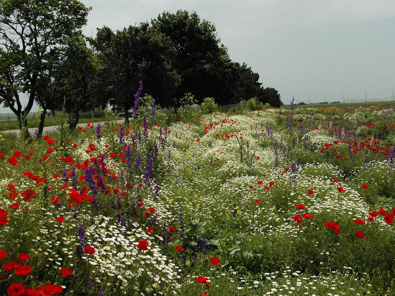 Продава ПАРЦЕЛ | Imot.bg — изображение 8