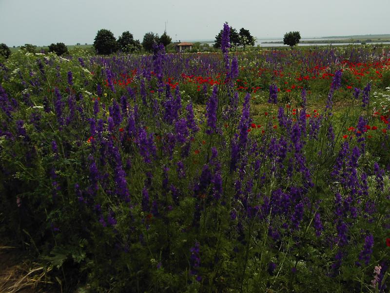 Продава ПАРЦЕЛ | Imot.bg — изображение 7