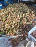 Продава ЗЕМЕДЕЛСКА ЗЕМЯ, с. Елхово (Николаево), област Стара Загора, снимка 5