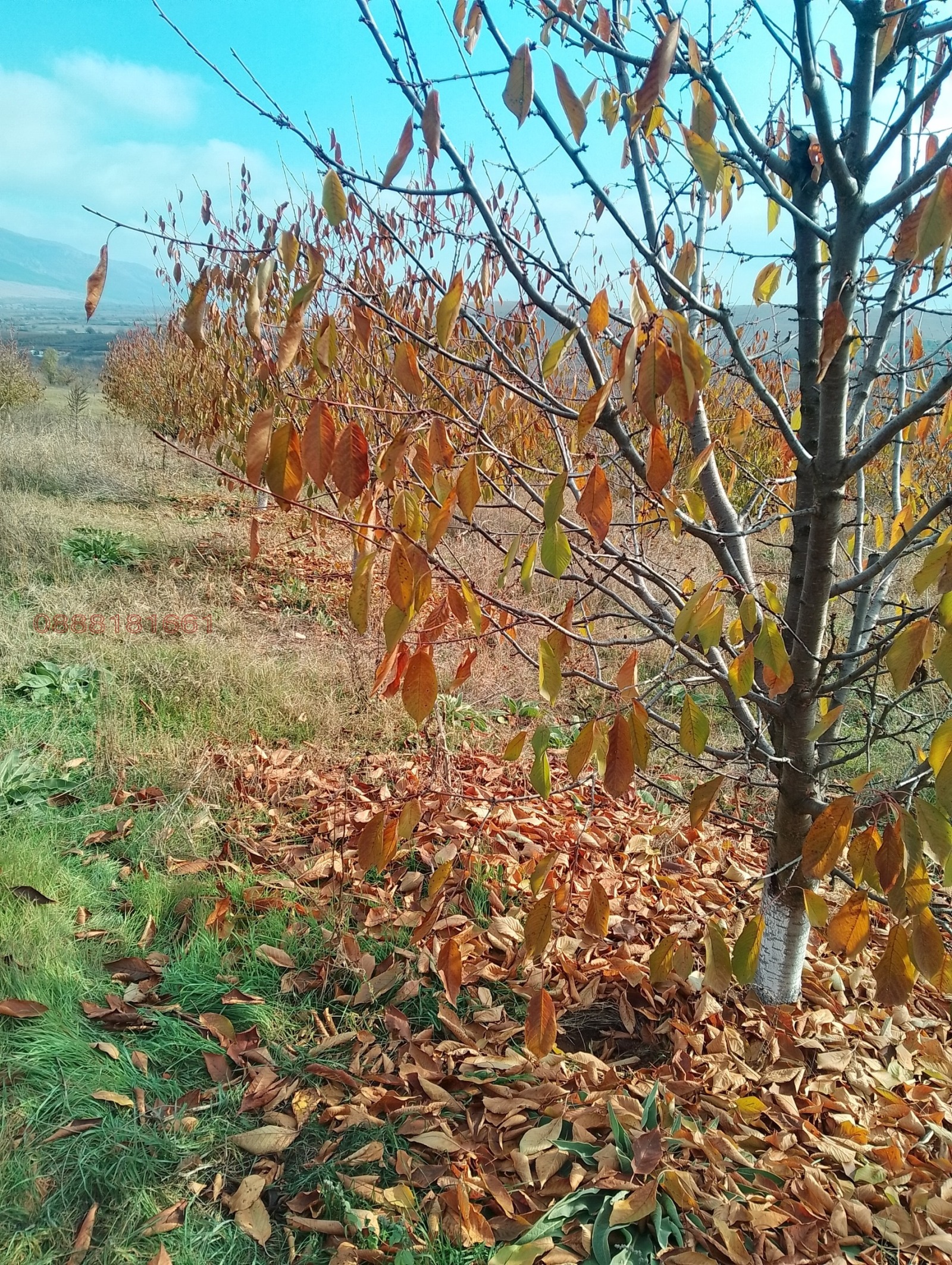 Продава ЗЕМЕДЕЛСКА ЗЕМЯ | Imot.bg — изображение 7