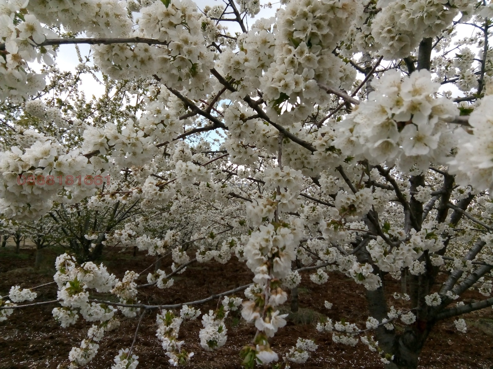 Продава ЗЕМЕДЕЛСКА ЗЕМЯ | Imot.bg — изображение 2