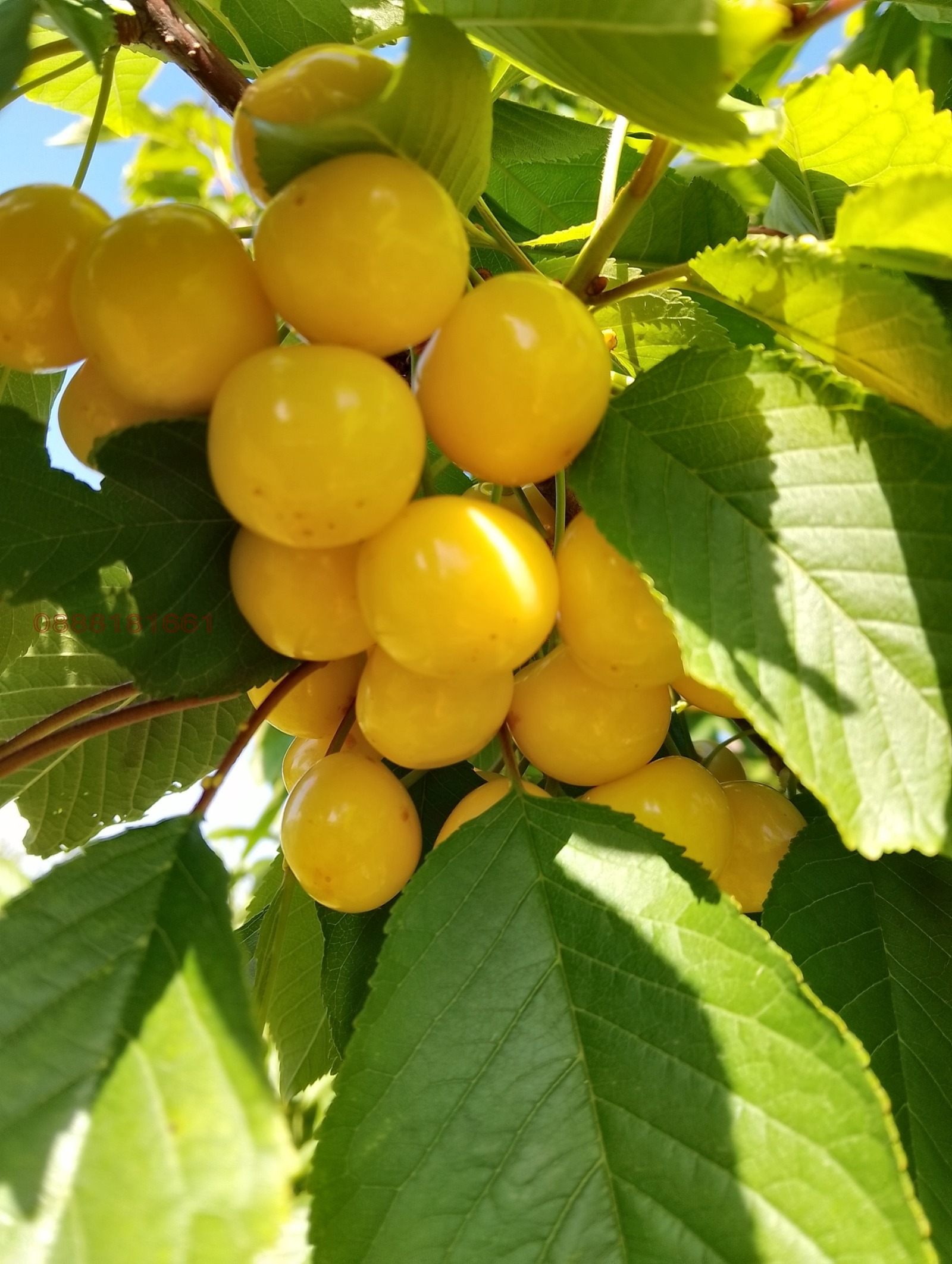 Продава ЗЕМЕДЕЛСКА ЗЕМЯ | Imot.bg — изображение 5