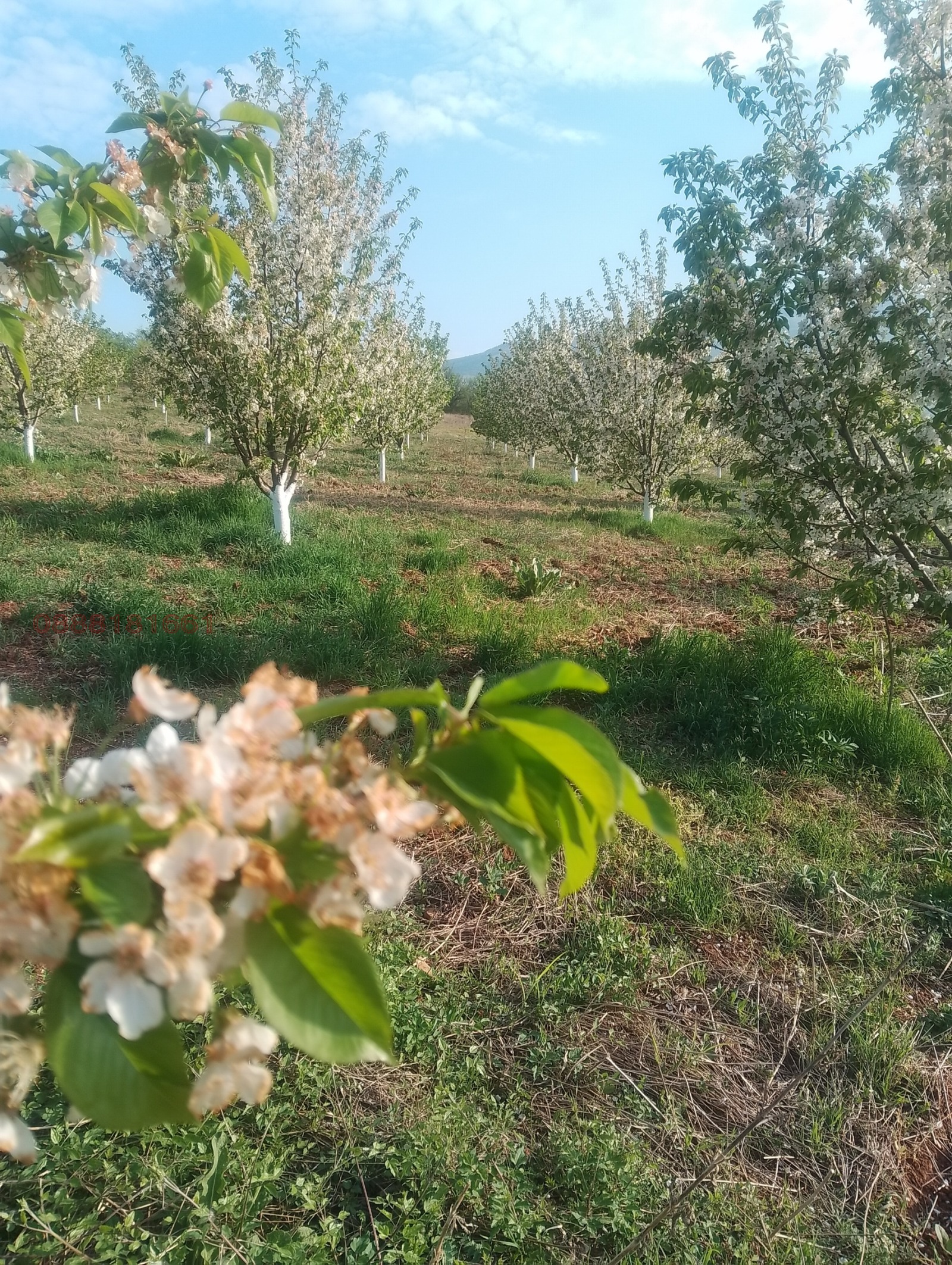 Продава ЗЕМЕДЕЛСКА ЗЕМЯ | Imot.bg — изображение 3