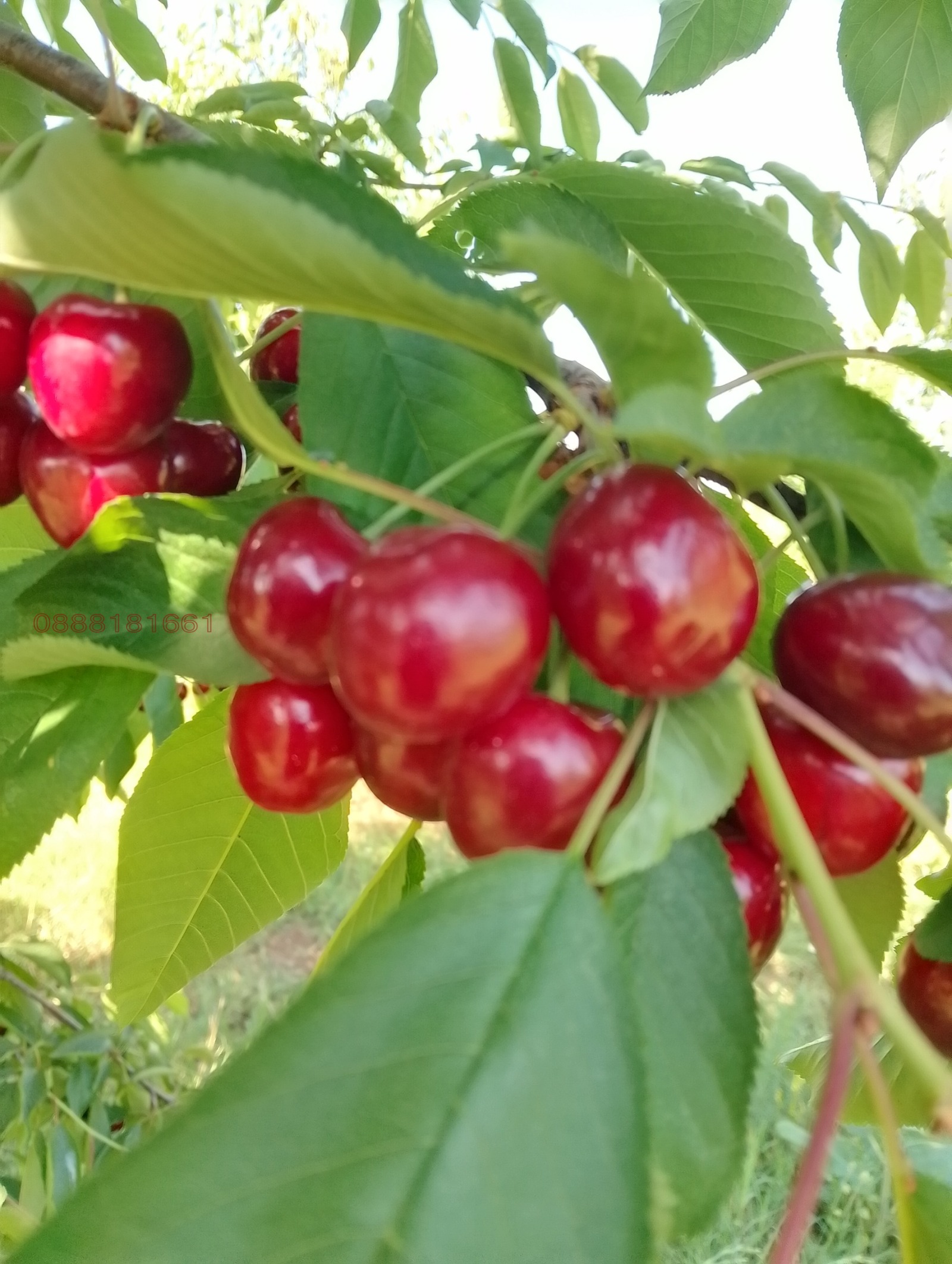 Продава ЗЕМЕДЕЛСКА ЗЕМЯ | Imot.bg — изображение 6