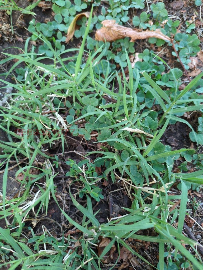 Продава ЗЕМЕДЕЛСКА ЗЕМЯ, гр. Белослав, област Варна